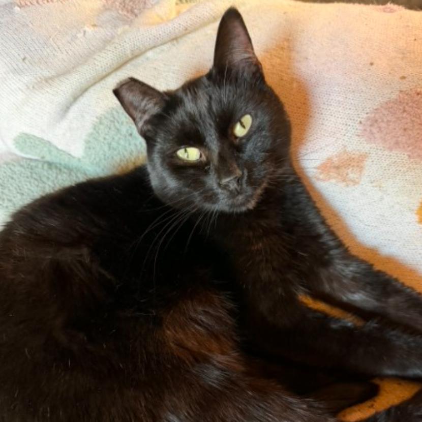Arturo, Adoptable, Adult Male Domestic Short Hair.