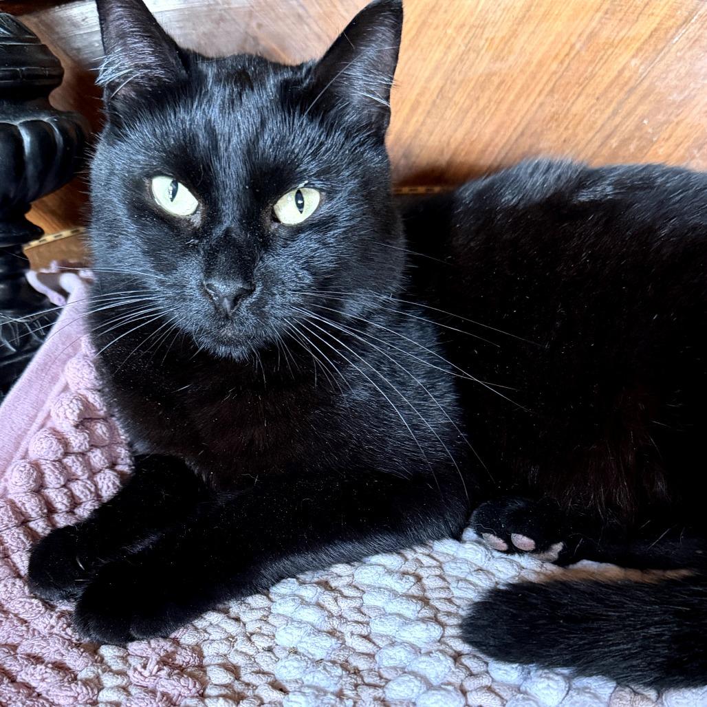 Enlarge Arturo, a Adoptable Domestic Short Hair in Brea, CA image 2/2