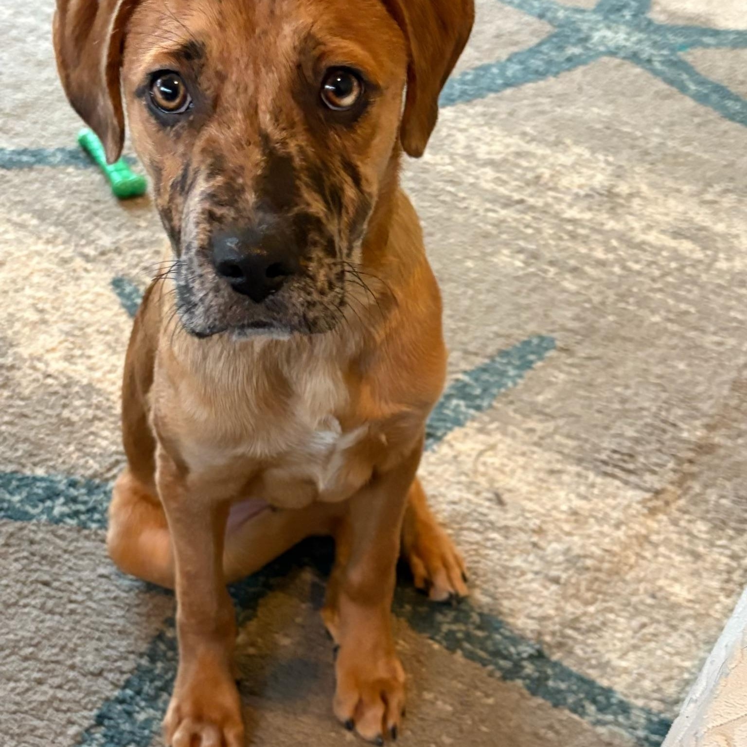 Enlarge Myles, an adopted mixed breed in Brielle, NJ image 1/5