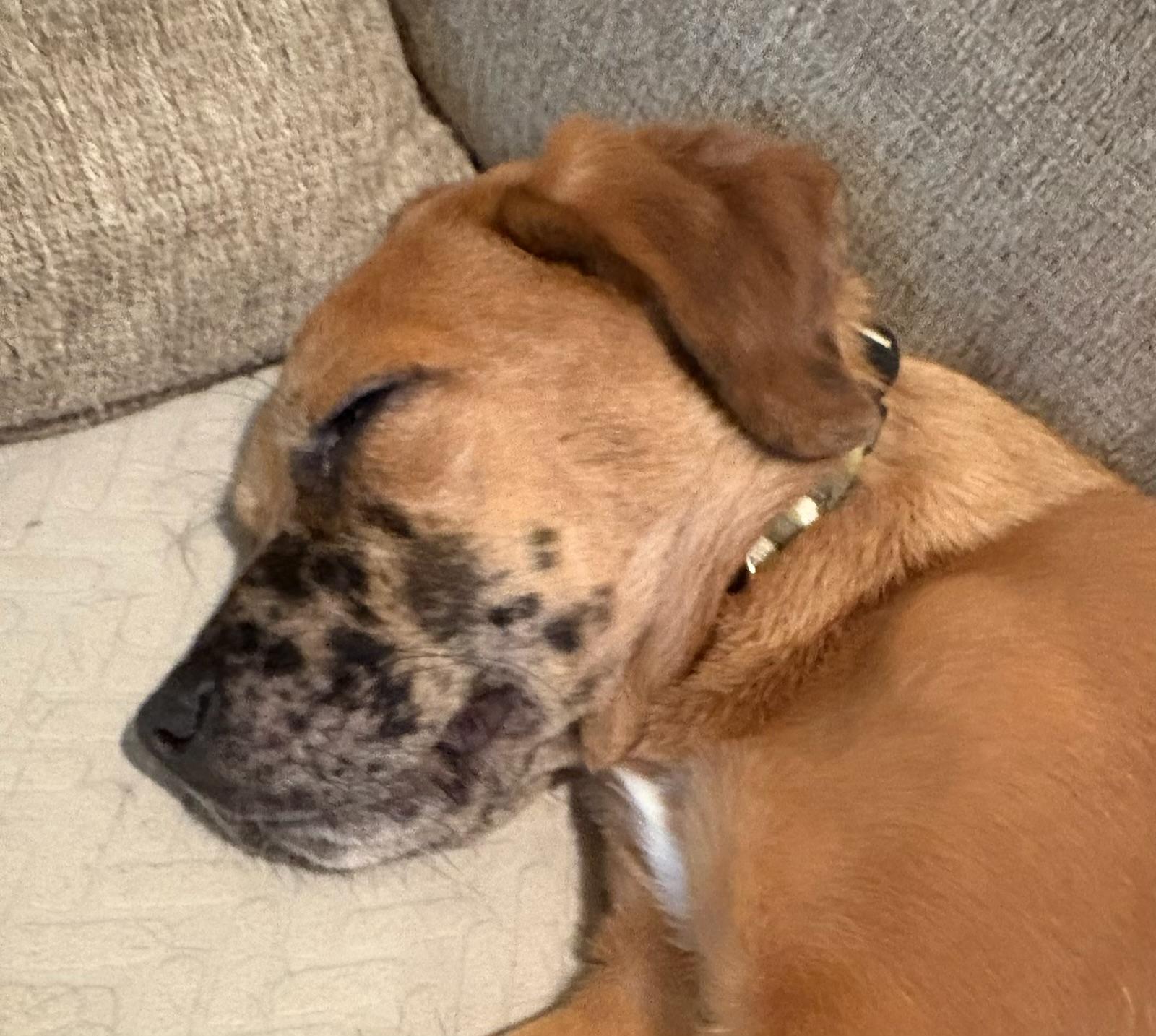 Enlarge Myles, an adopted mixed breed in Brielle, NJ image 2/5