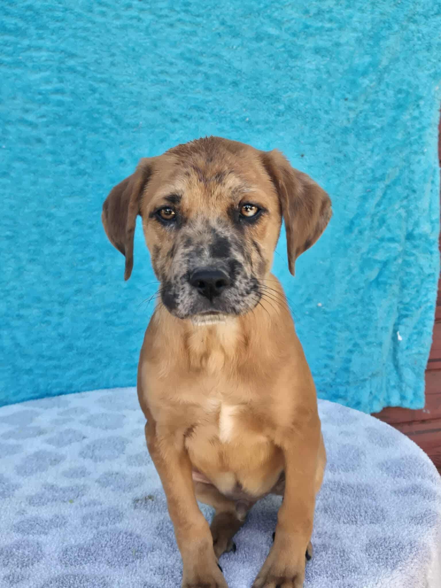 Enlarge Myles, a Adoptable mixed breed in Eatontown, NJ image 2/3