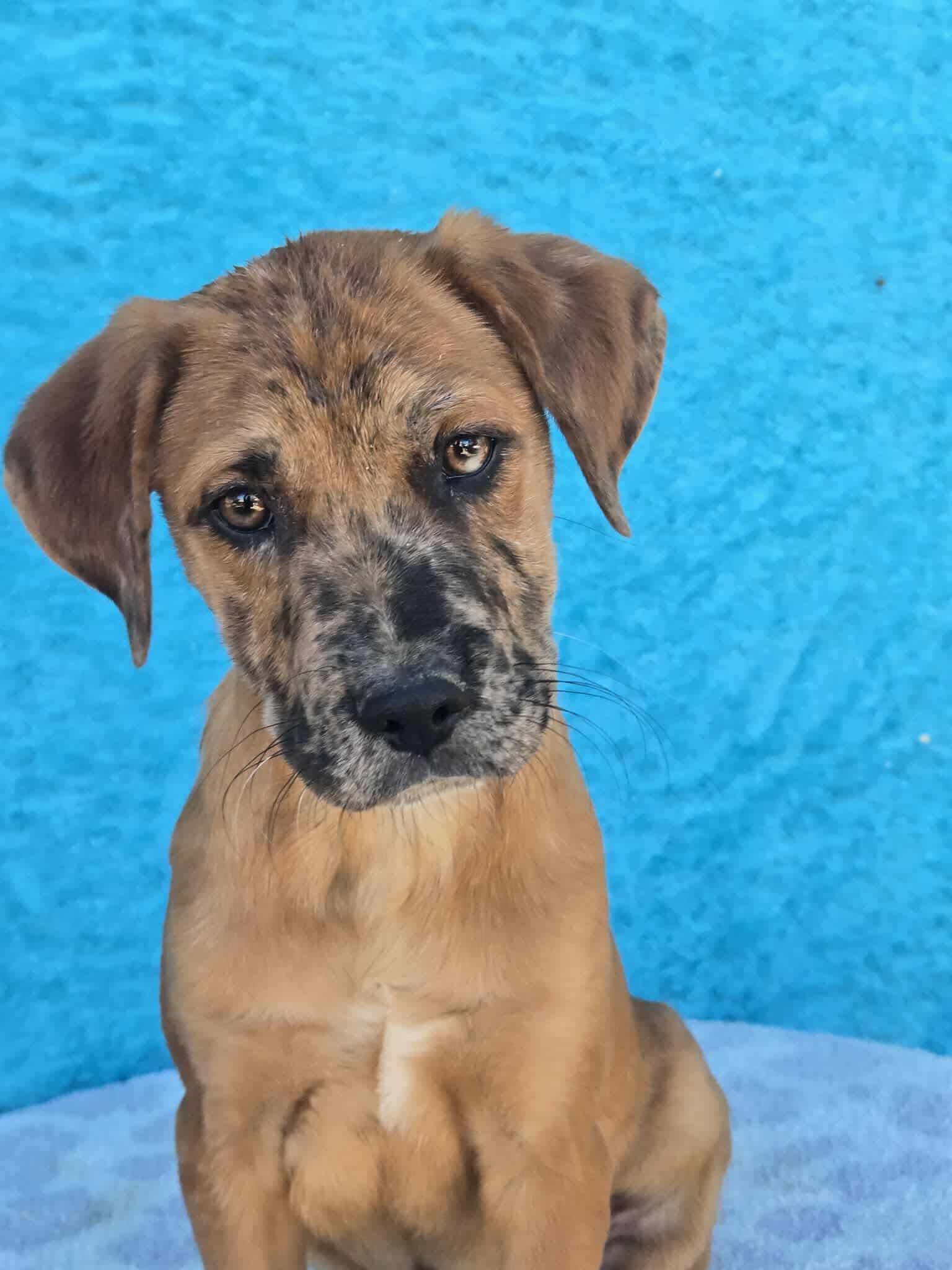 Myles, Adoptable, Puppy Male Catahoula Leopard Dog & Mixed Breed.