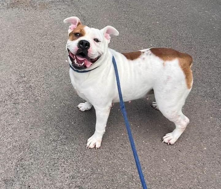 Sammi, a Adoptable mixed breed in Danbury, CT image 1/5