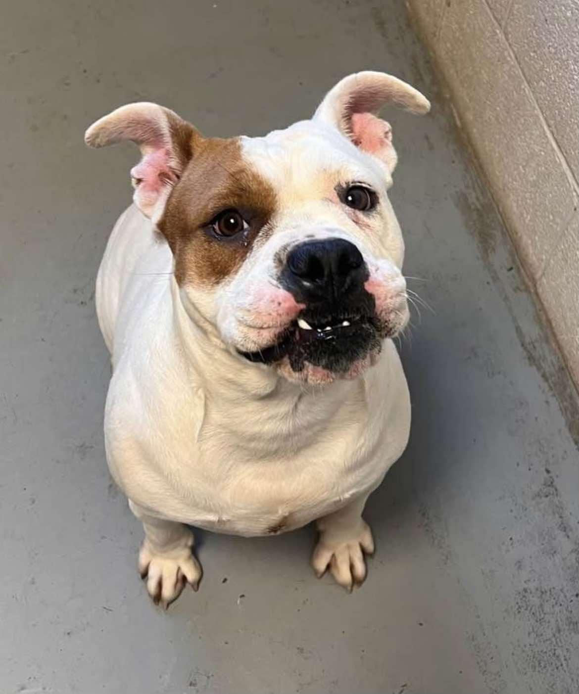 Sammi, a Adoptable mixed breed in Danbury, CT image 2/5