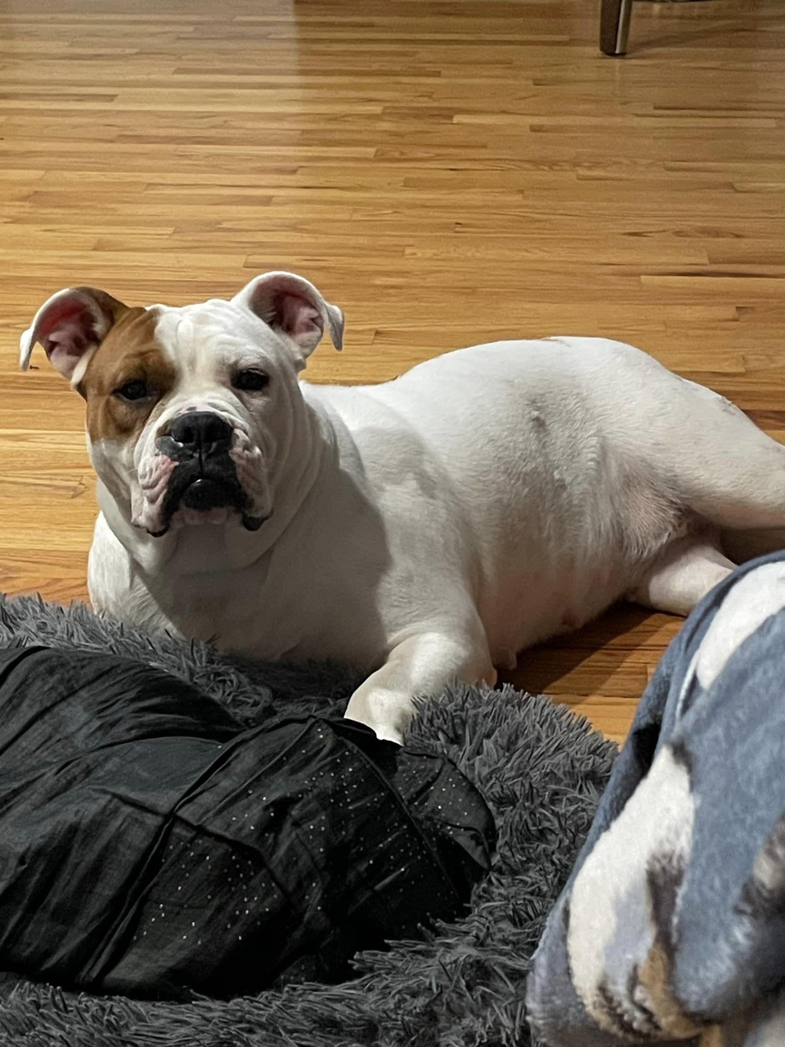 Sammi, a Adoptable mixed breed in Danbury, CT image 3/5