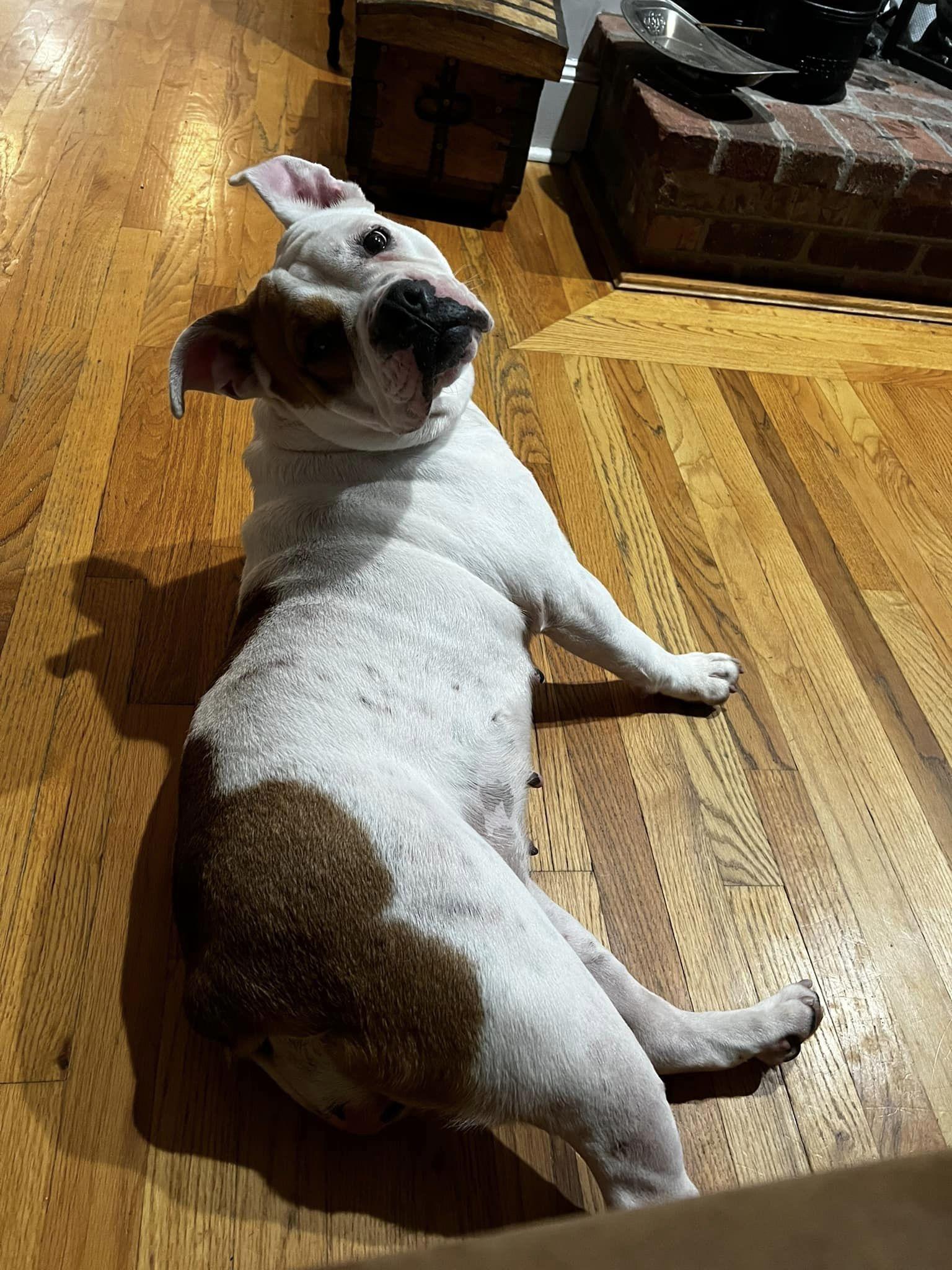 Sammi, a Adoptable mixed breed in Danbury, CT image 4/5