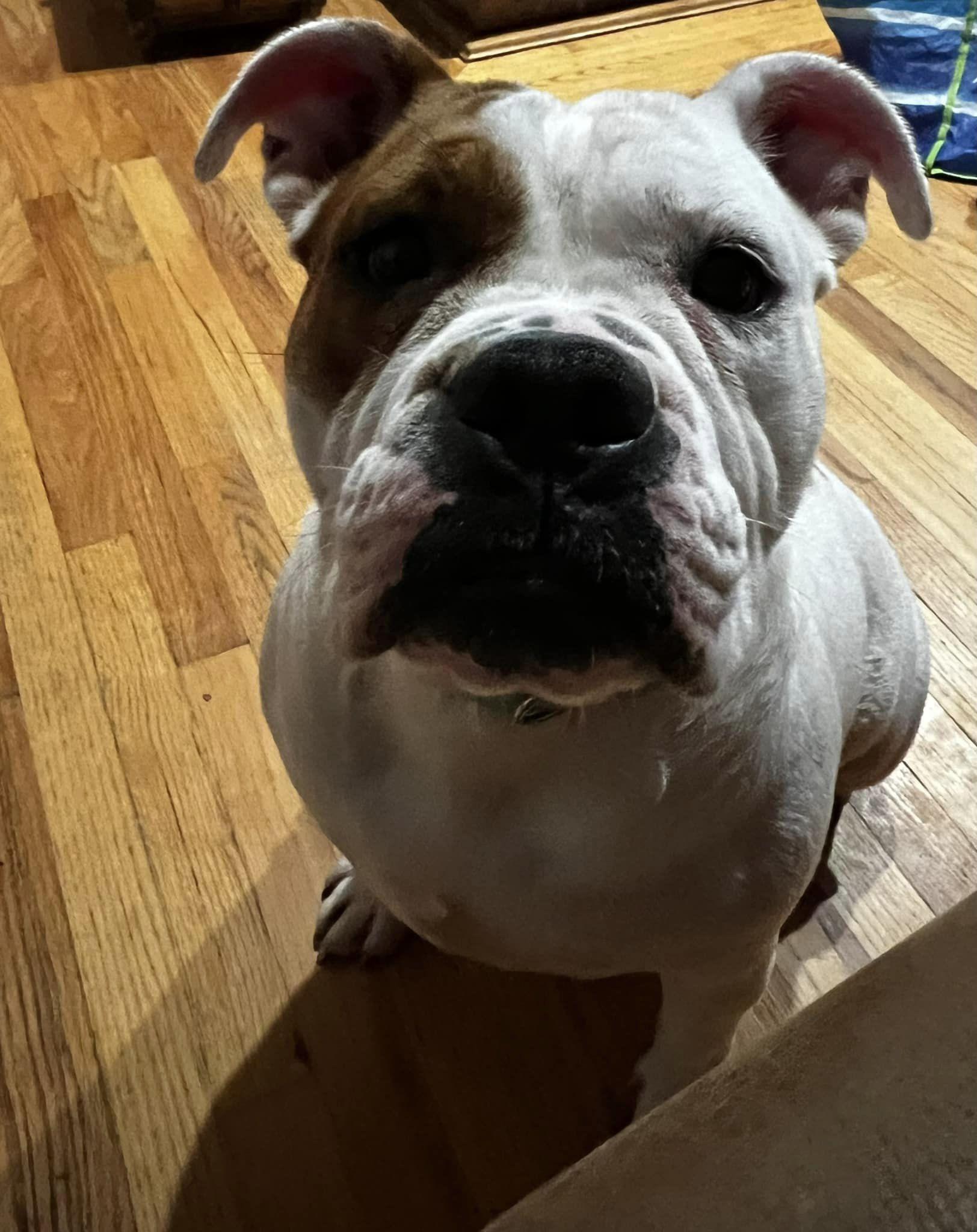 Sammi, a Adoptable mixed breed in Danbury, CT image 5/5