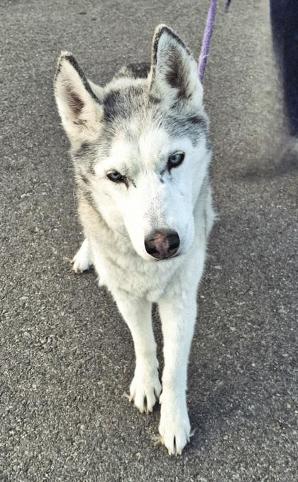 Enlarge Pearl, a ADOPTABLE Siberian Husky in Hamilton, MT image 2/2