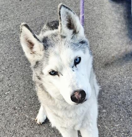 Enlarge Pearl, a ADOPTABLE Siberian Husky in Hamilton, MT image 1/2