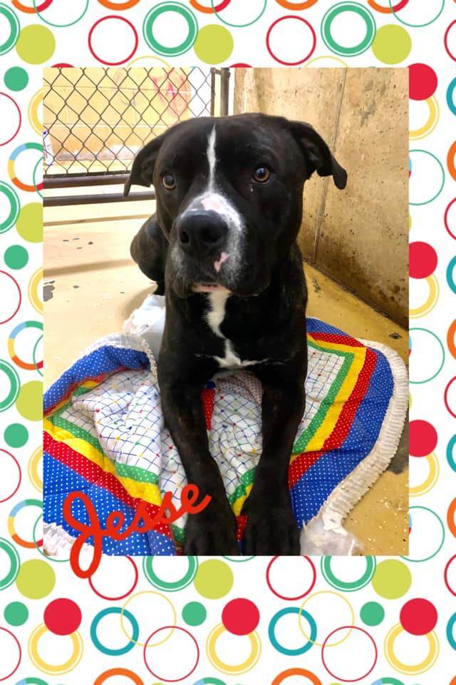 Jesse, an adoptable Pit Bull Terrier Mix in Marion, IN_image-1