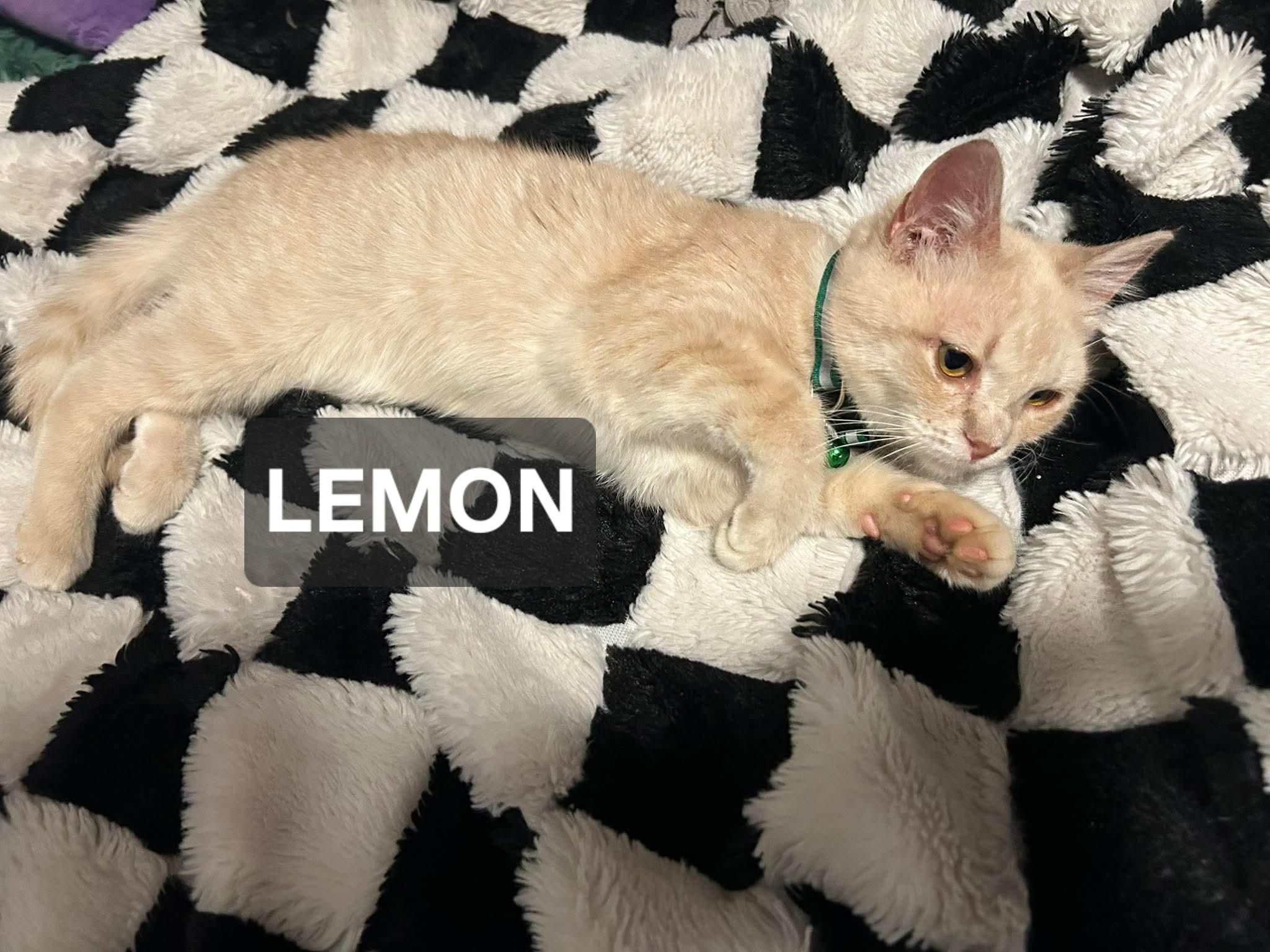 Enlarge Lemon, a ADOPTABLE Domestic Short Hair in Windom, MN image 1/1