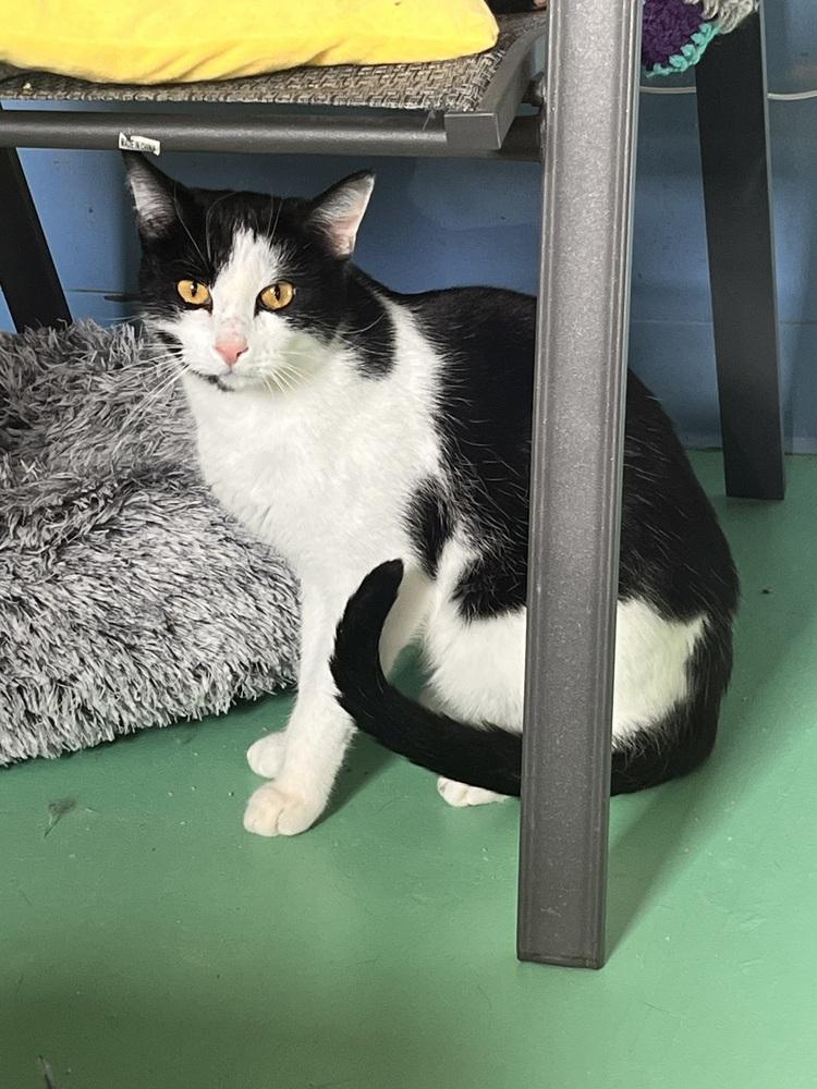 Juju, Adoptable, Adult Male Domestic Short Hair.