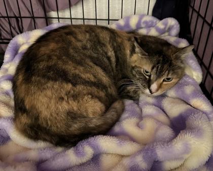 Cali, Adoptable, Adult Female Domestic Short Hair & Domestic Short Hair.