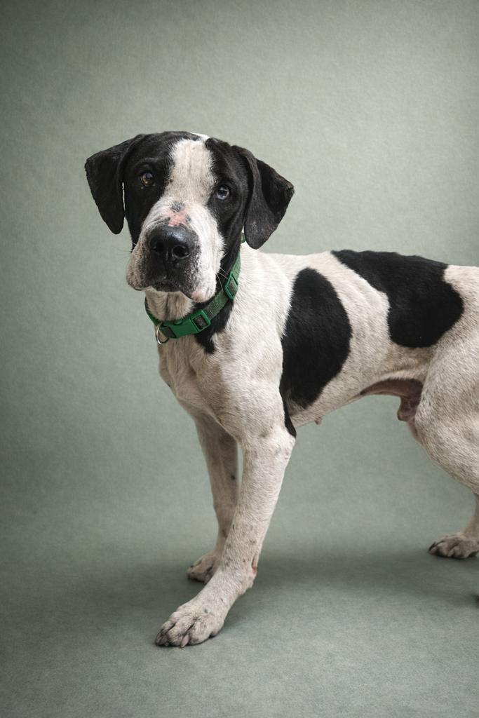 Rosco ⚡, Adoptable, Young Male Mixed Breed.