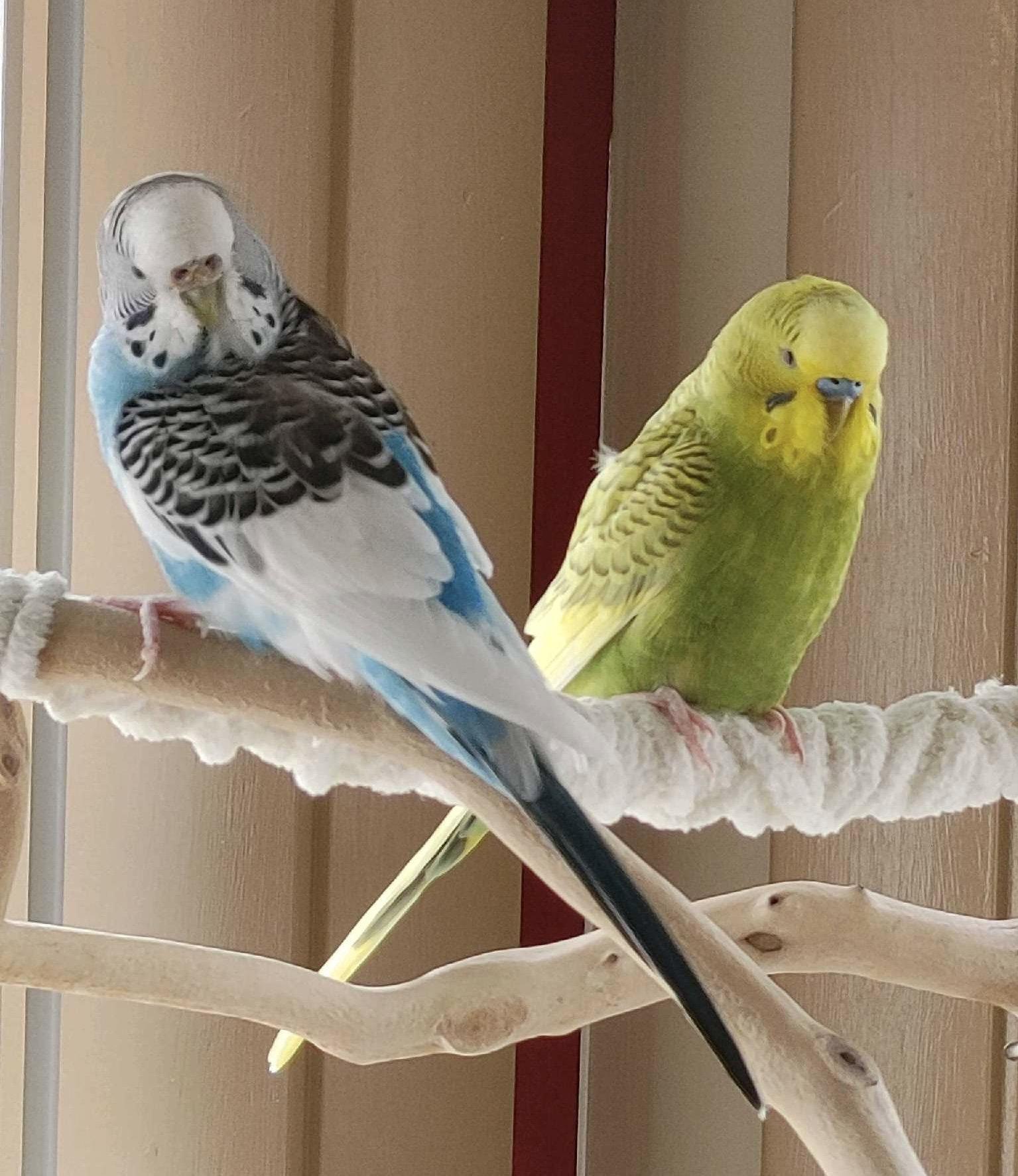 Enlarge Skye and Meadow, a Adoptable Budgie / Budgerigar in Aurora, IL image 1/1