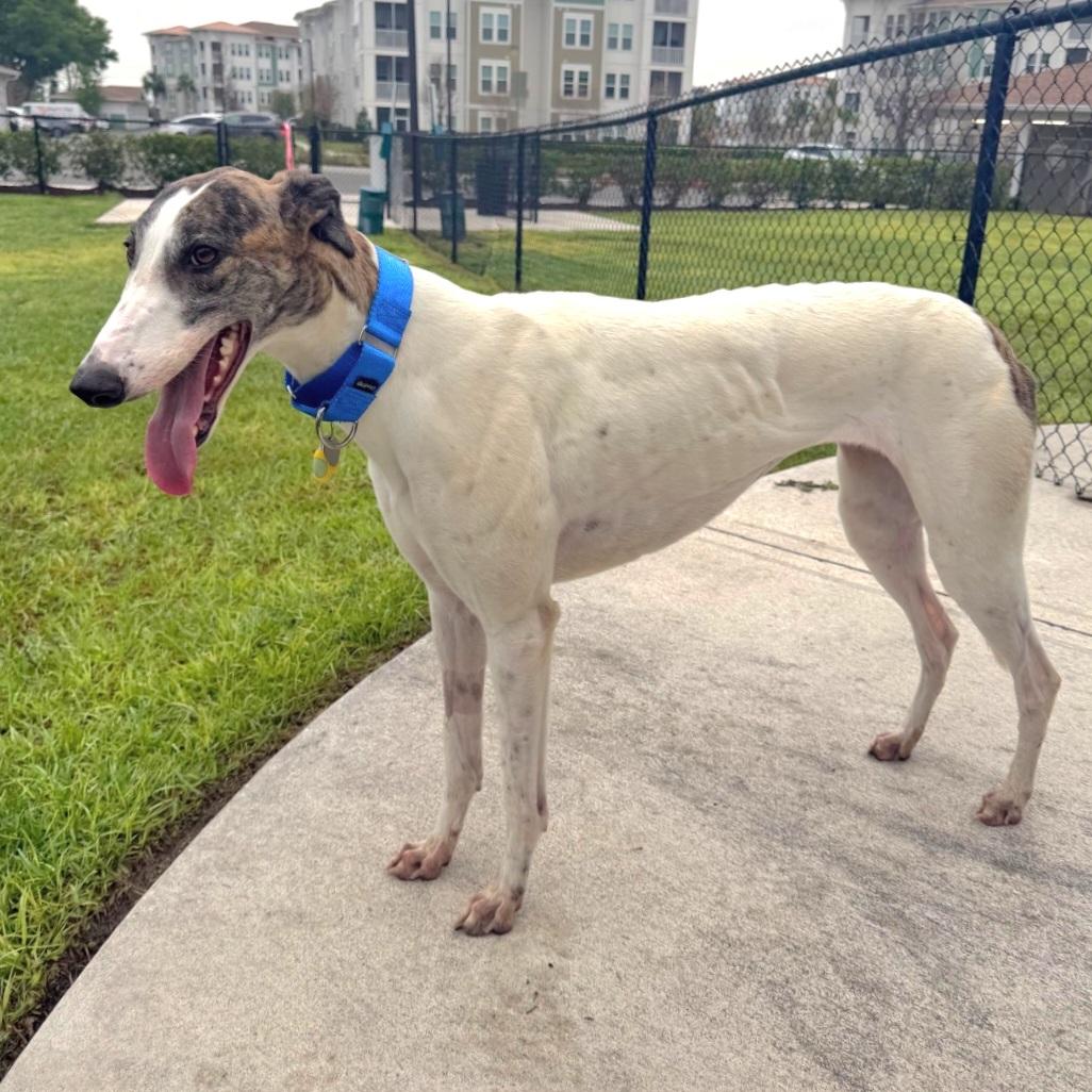 Ja's Danielle (Danielle), Adopted, Adult Female Greyhound.