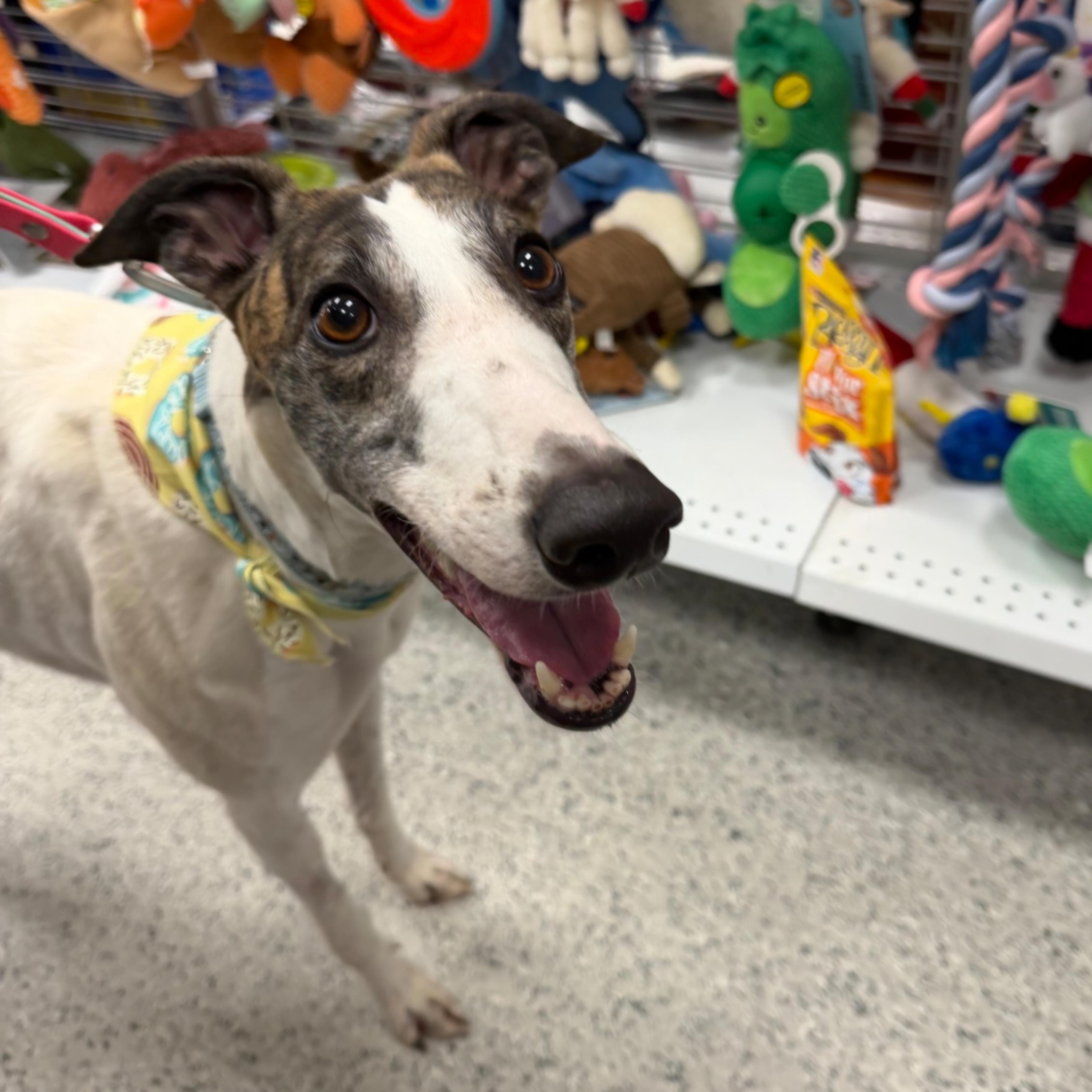 Enlarge Ja's Danielle (Danielle), a Adopted Greyhound in Tarpon Springs, FL image 2/4