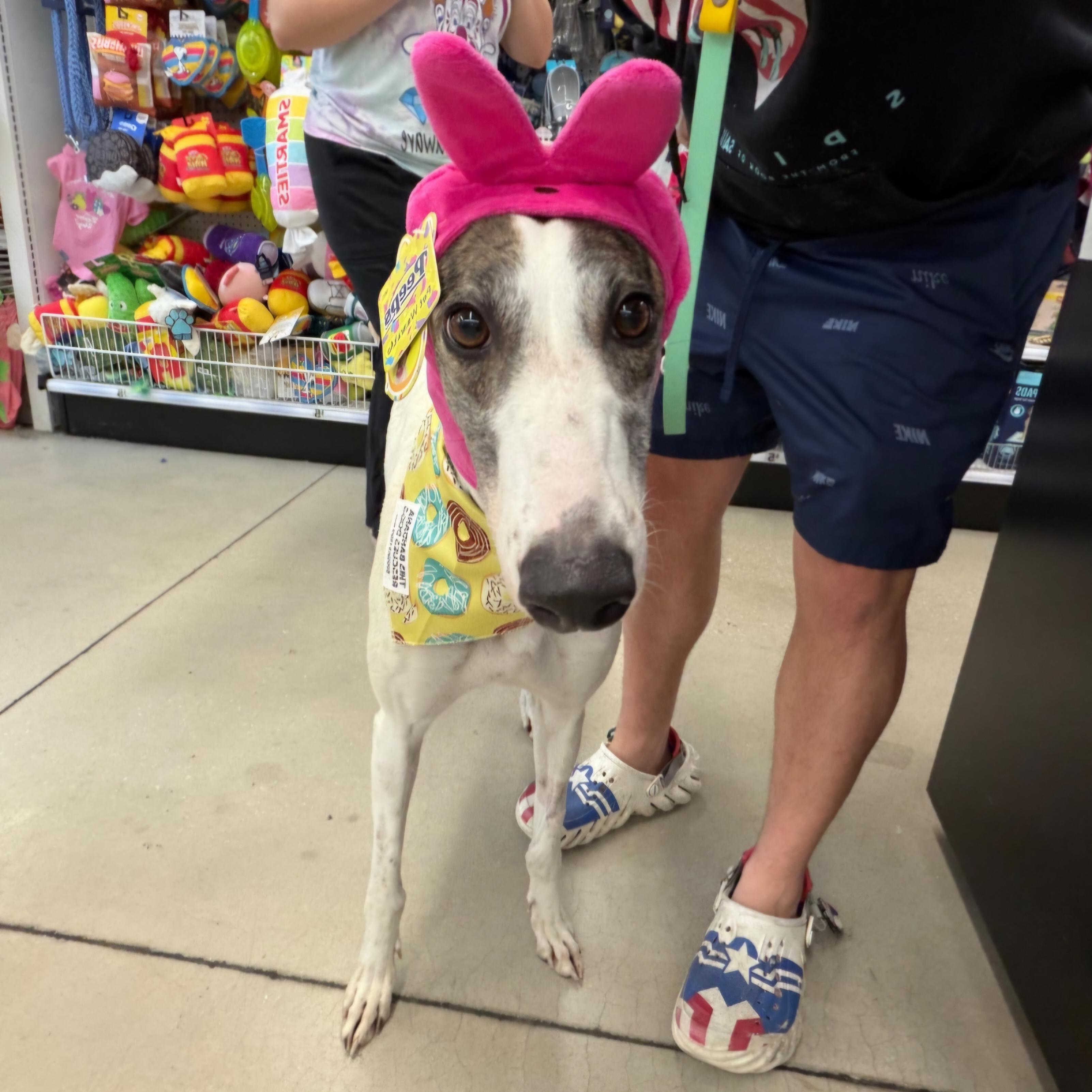 Enlarge Ja's Danielle (Danielle), a Adopted Greyhound in Tarpon Springs, FL image 3/4