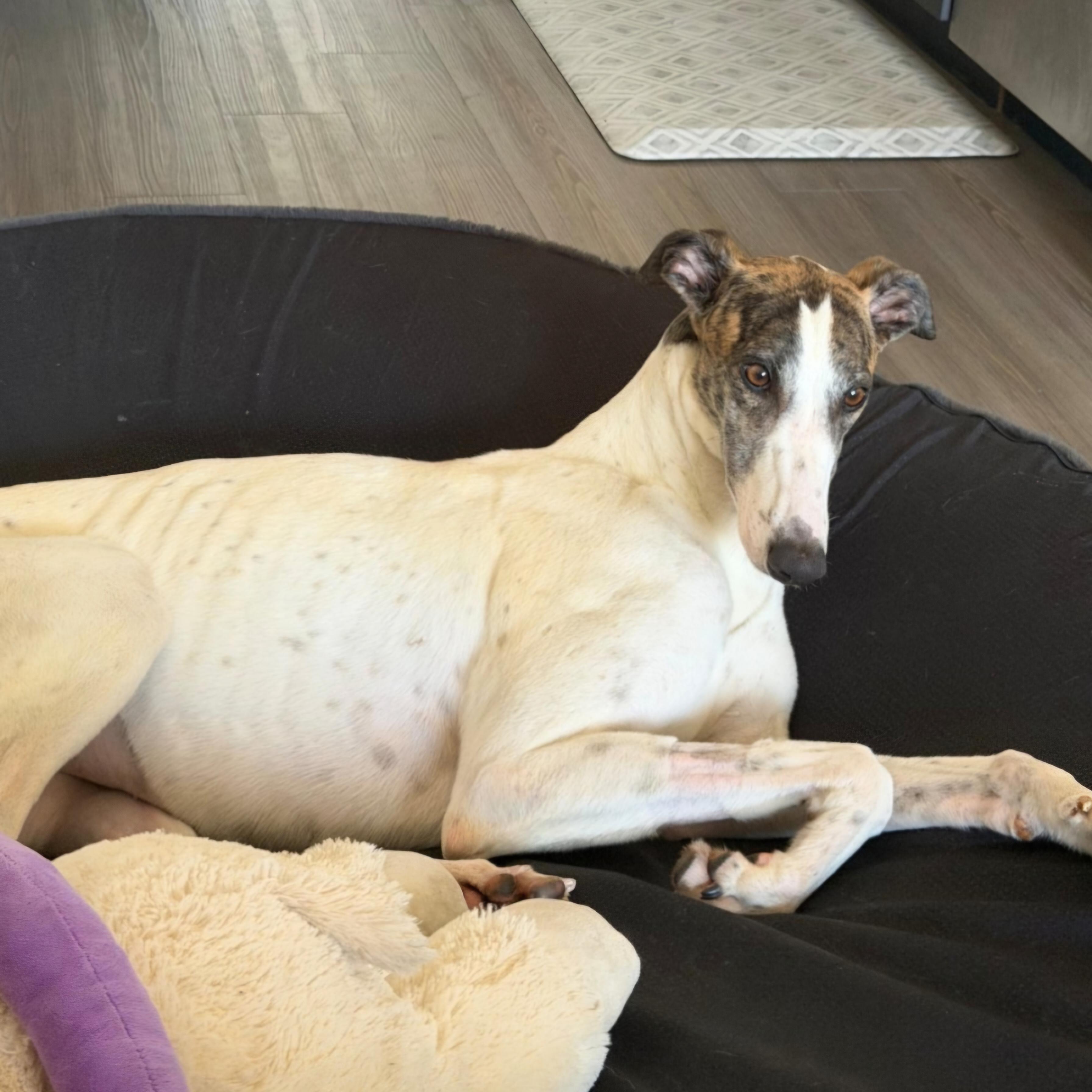 Enlarge Ja's Danielle (Danielle), a Adopted Greyhound in Tarpon Springs, FL image 4/4