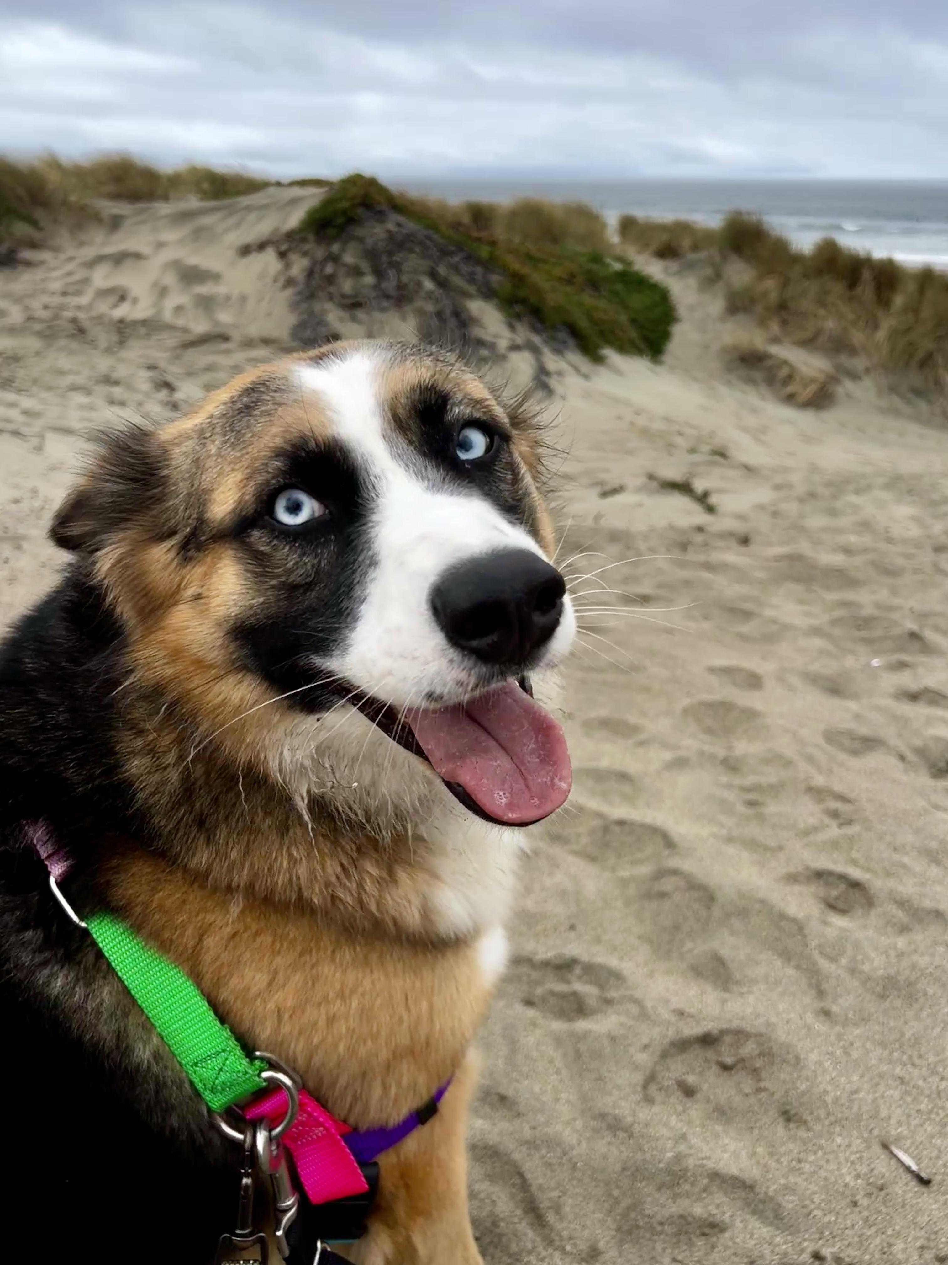 Peanut, Adopted, Adult Female Australian Shepherd & Siberian Husky.