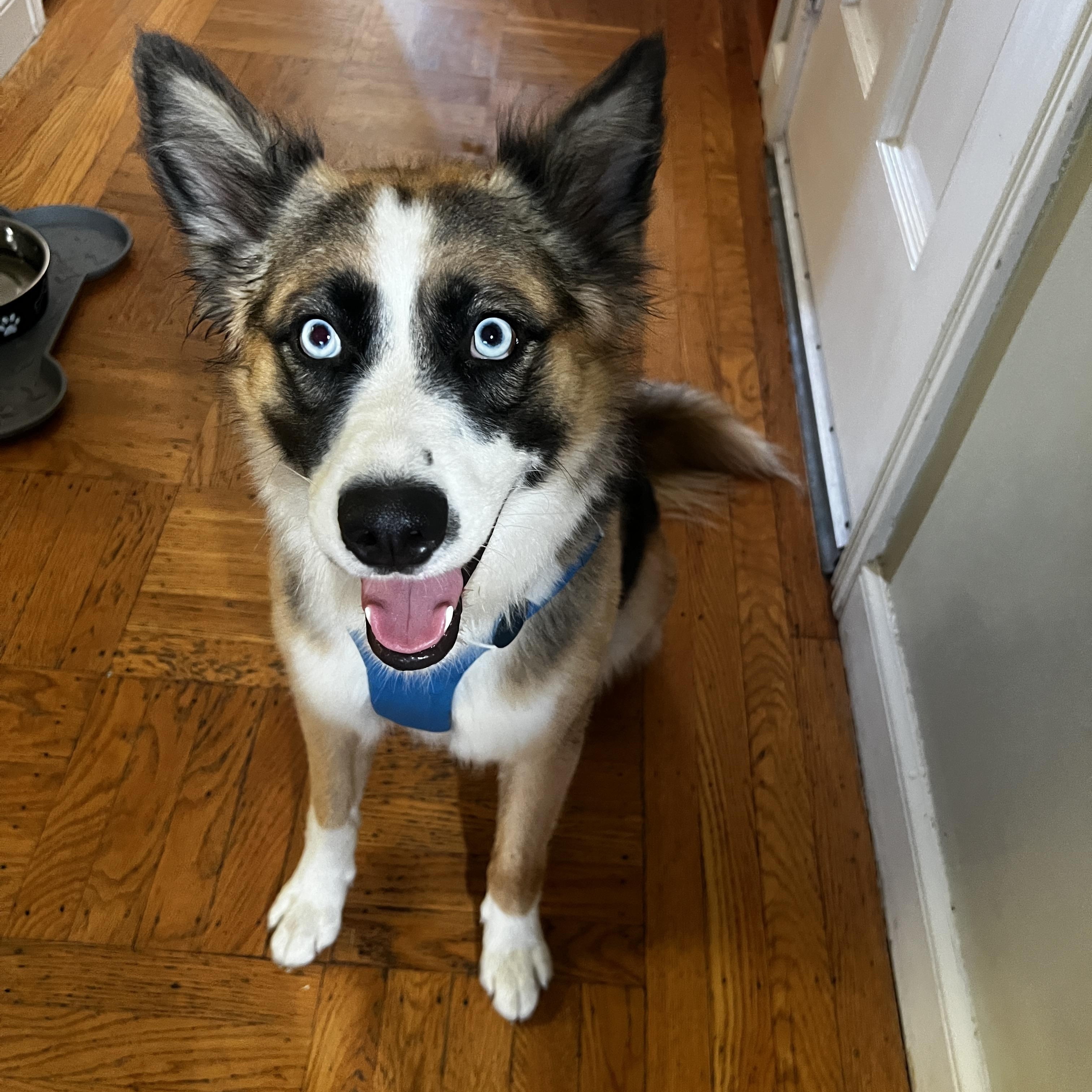 Peanut, a Adopted mixed breed in San Francisco, CA image 4/6