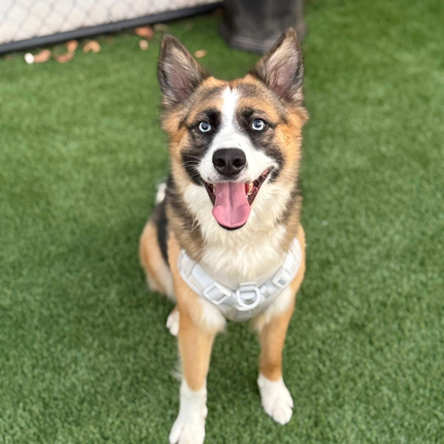 Peanut, a Adopted mixed breed in San Francisco, CA image 5/6