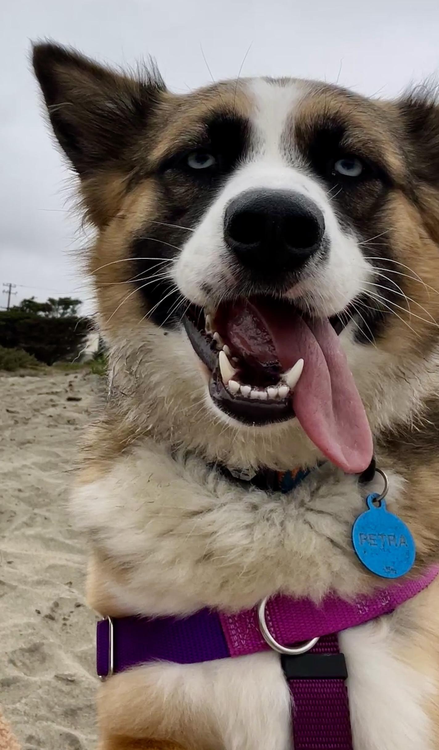 Peanut, a Adopted mixed breed in San Francisco, CA image 3/6