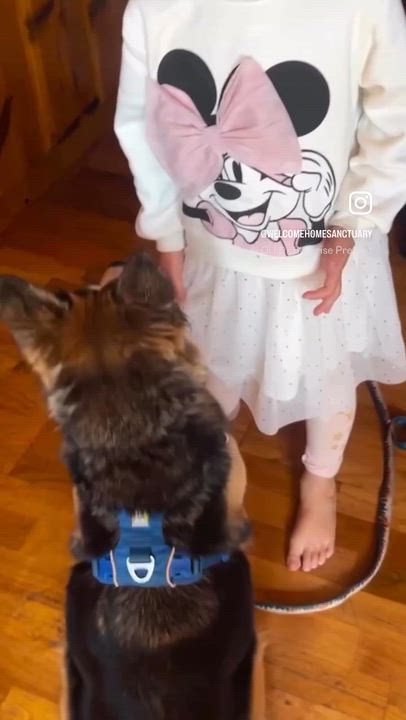 Enlarge Peanut, a Adopted mixed breed in San Francisco, CA video 1/6