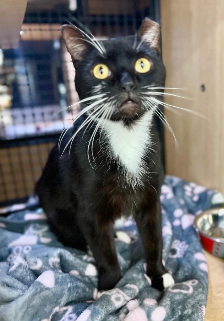 Enlarge Oreo, a Adoptable mixed breed in New York, NY image 1/6