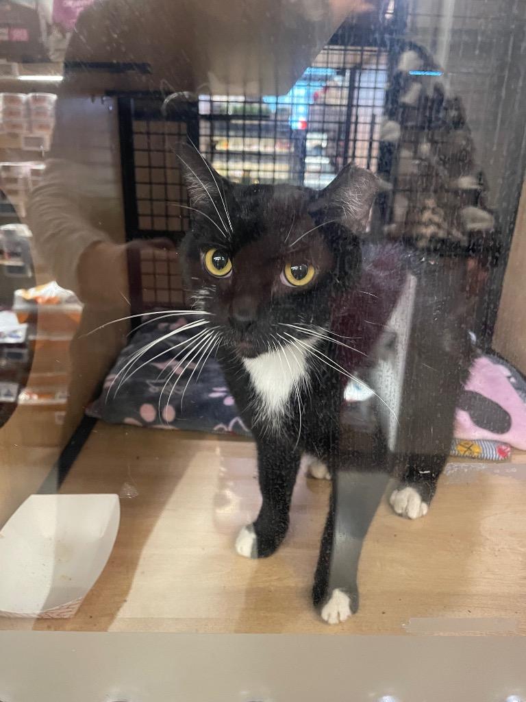 Enlarge Oreo, a Adoptable mixed breed in New York, NY image 2/6