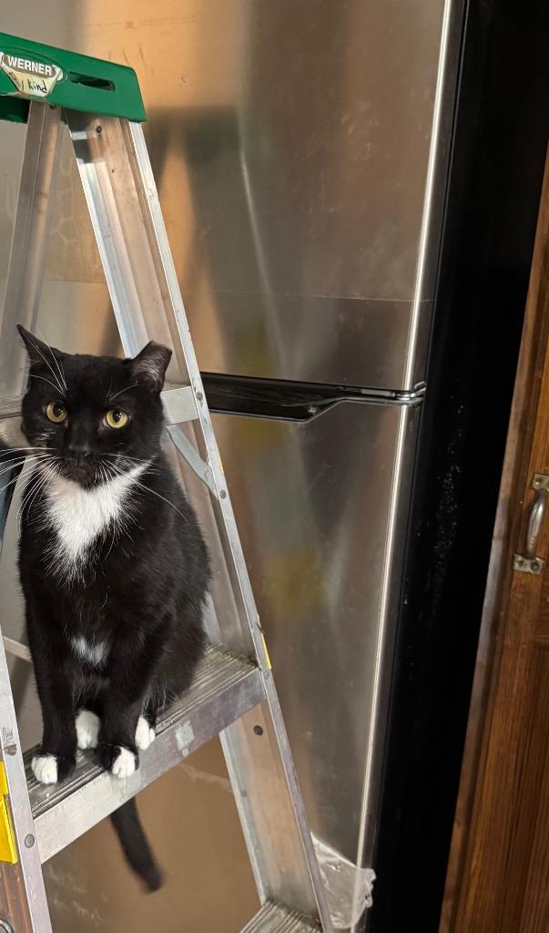 Enlarge Oreo, a Adoptable mixed breed in New York, NY image 3/6