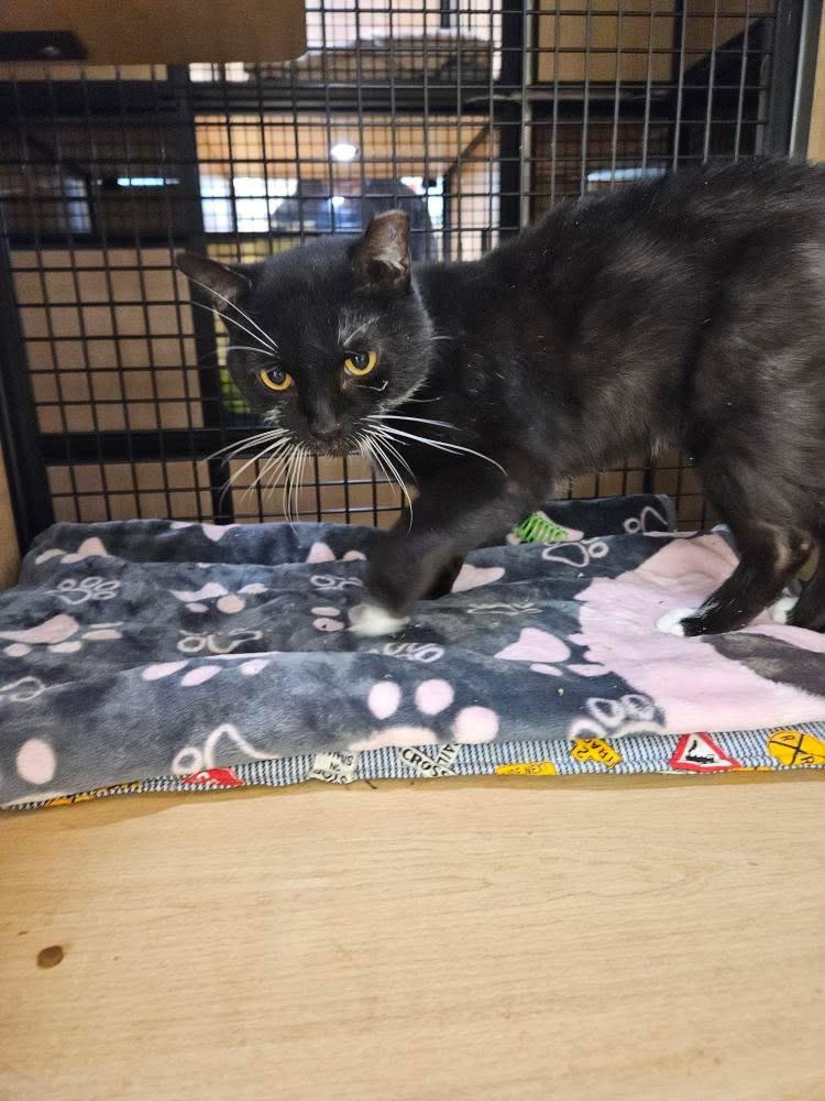 Enlarge Oreo, a Adoptable mixed breed in New York, NY image 4/6