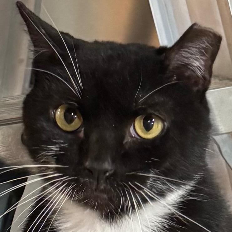 Enlarge Oreo, a Adoptable mixed breed in New York, NY image 5/6