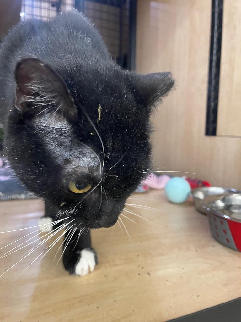 Enlarge Oreo, a Adoptable mixed breed in New York, NY image 6/6