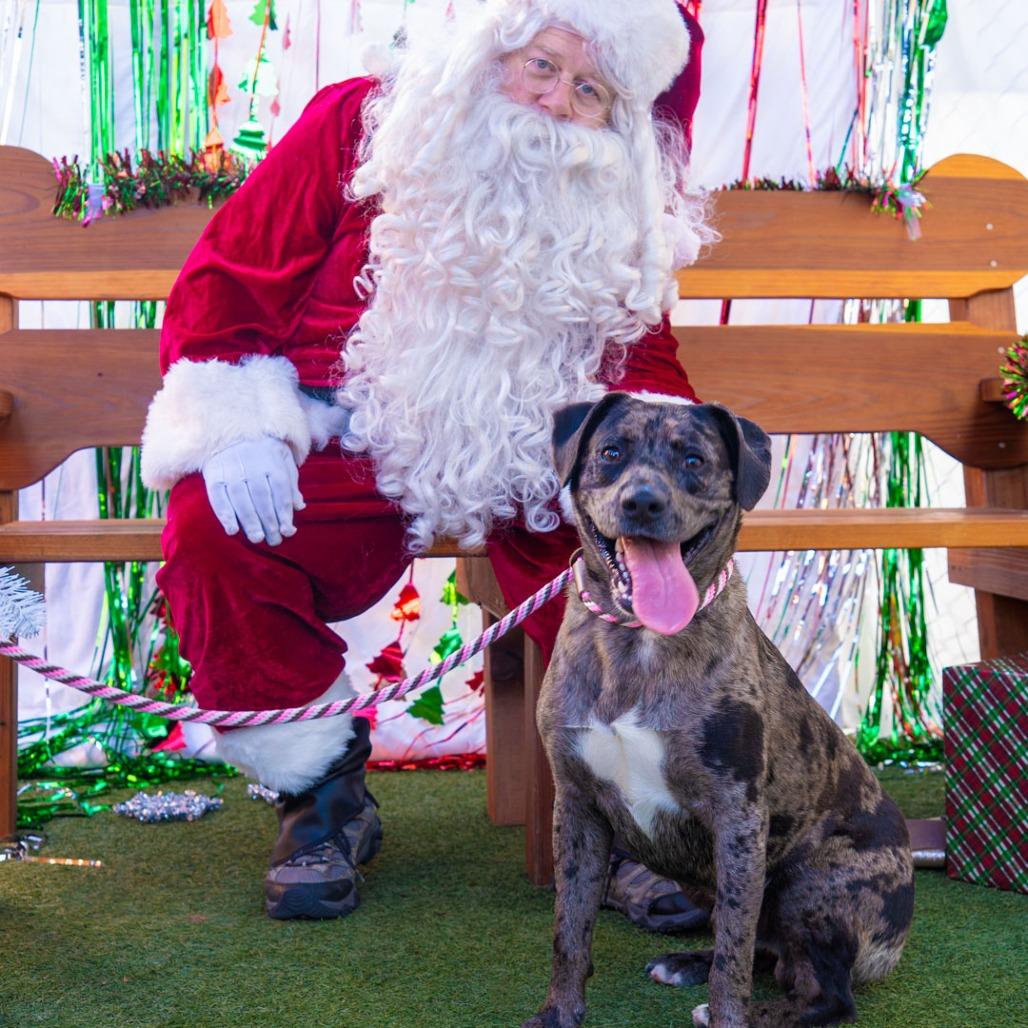 Enlarge Zeus, a Adoptable mixed breed in Long Beach, CA image 2/6