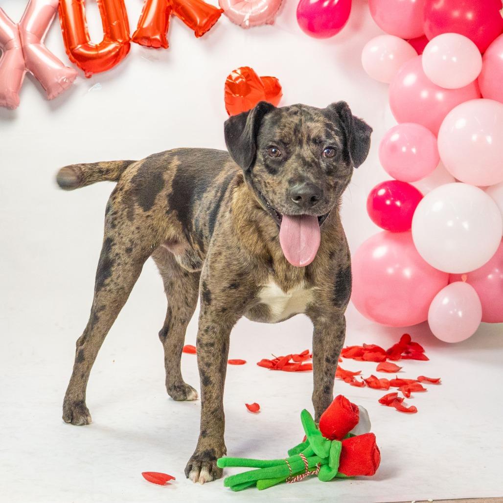 Enlarge Zeus, a Adoptable mixed breed in Long Beach, CA image 3/6