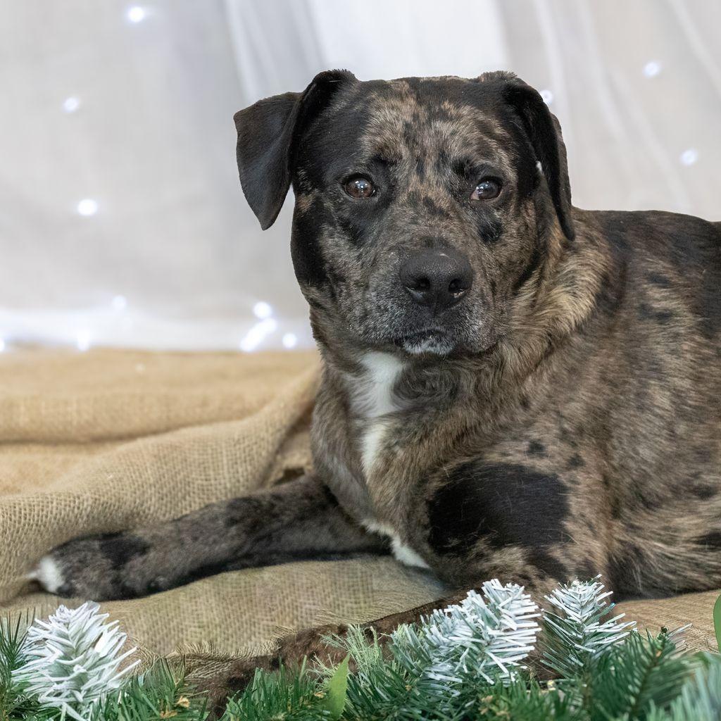 Enlarge Zeus, a Adoptable mixed breed in Long Beach, CA image 4/6