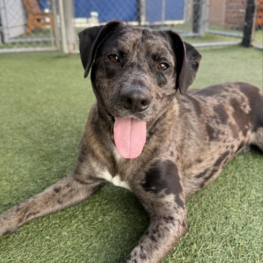 Enlarge Zeus, a Adoptable mixed breed in Long Beach, CA image 5/6
