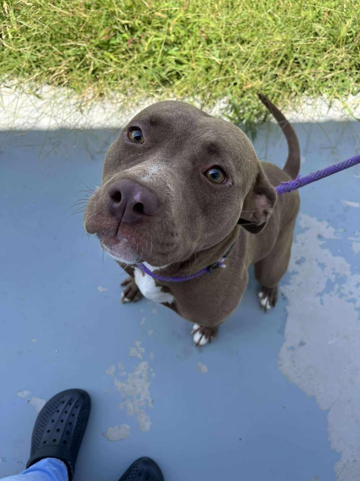 Enlarge Lovey, a Adopted mixed breed in Mullins, SC image 1/1