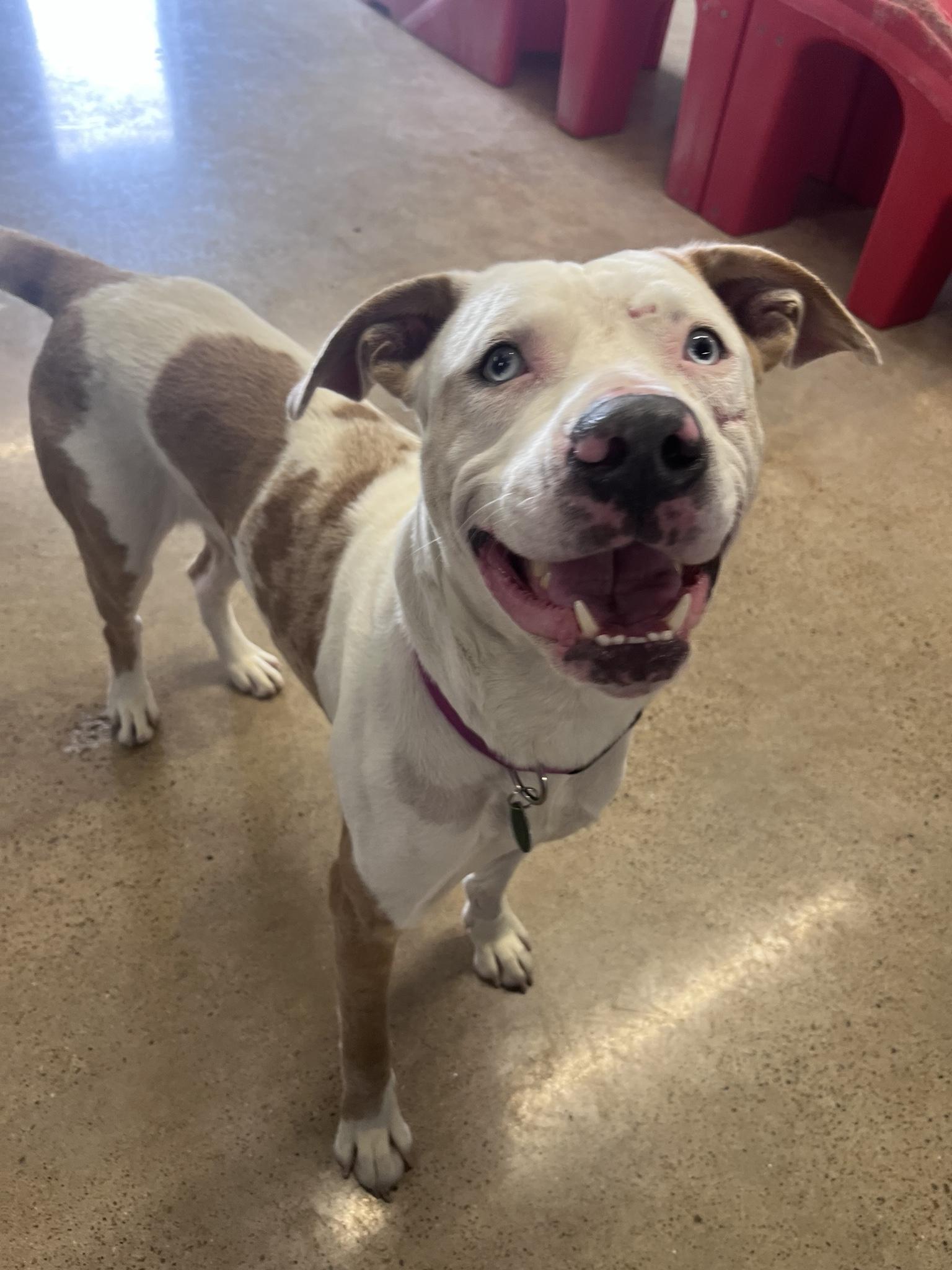 Kirby, Adoptable, Young Male Pit Bull Terrier.