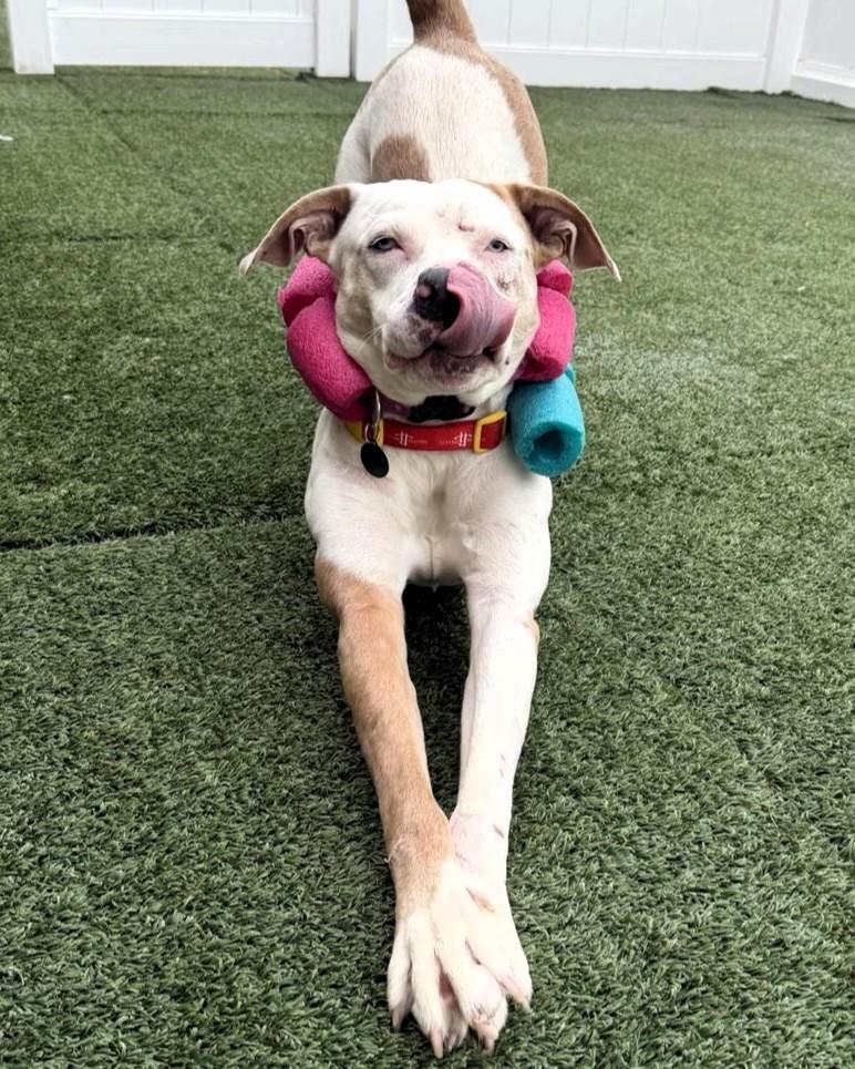 Enlarge Kirby, a ADOPTABLE mixed breed in Houston, TX image 1/4