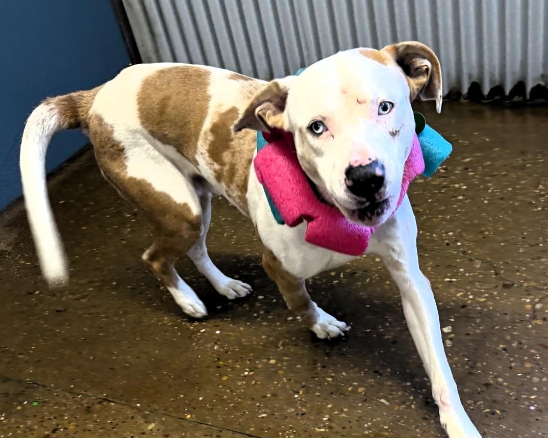 Enlarge Kirby, a ADOPTABLE mixed breed in Houston, TX image 3/4