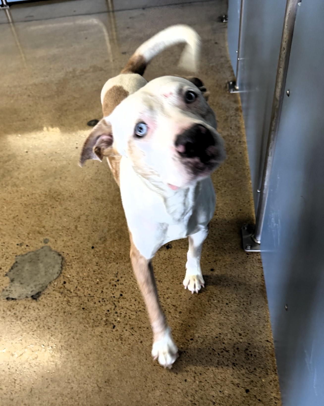 Enlarge Kirby, a ADOPTABLE mixed breed in Houston, TX image 2/4