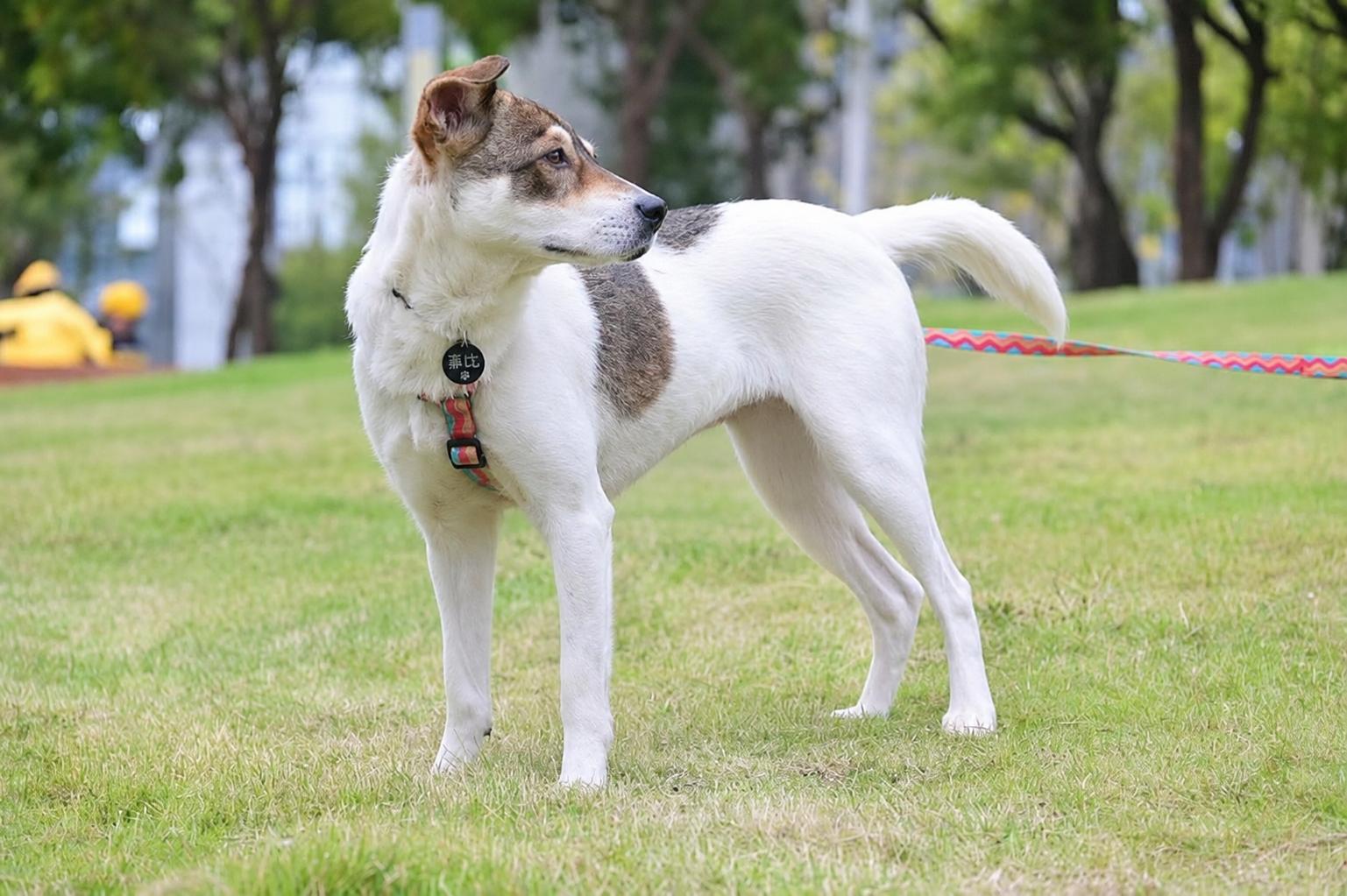 Phoebe , adopted, Young Female Mixed Breed.