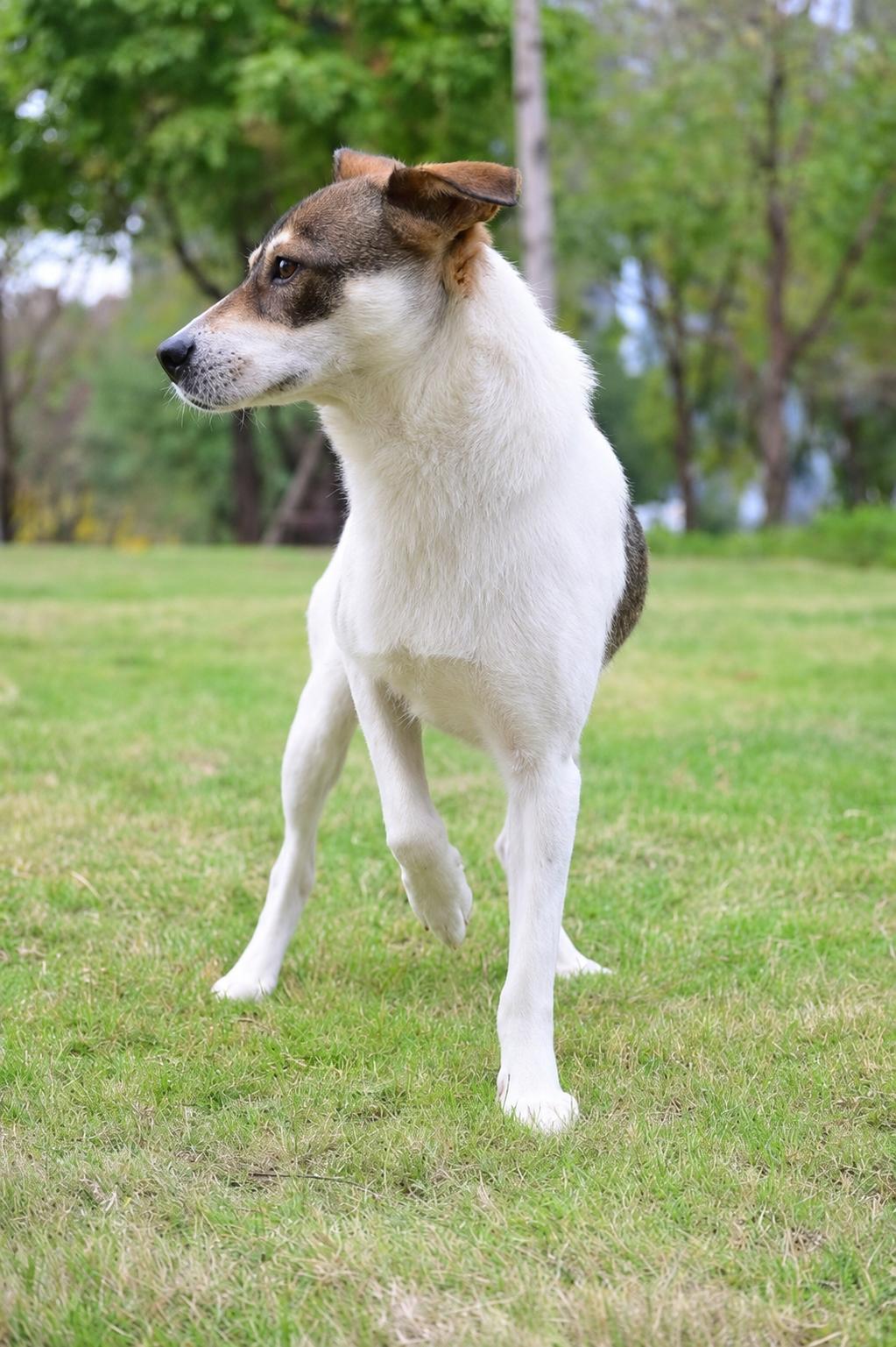 Phoebe , an adopted Mixed Breed in Markham, ON image 2/2
