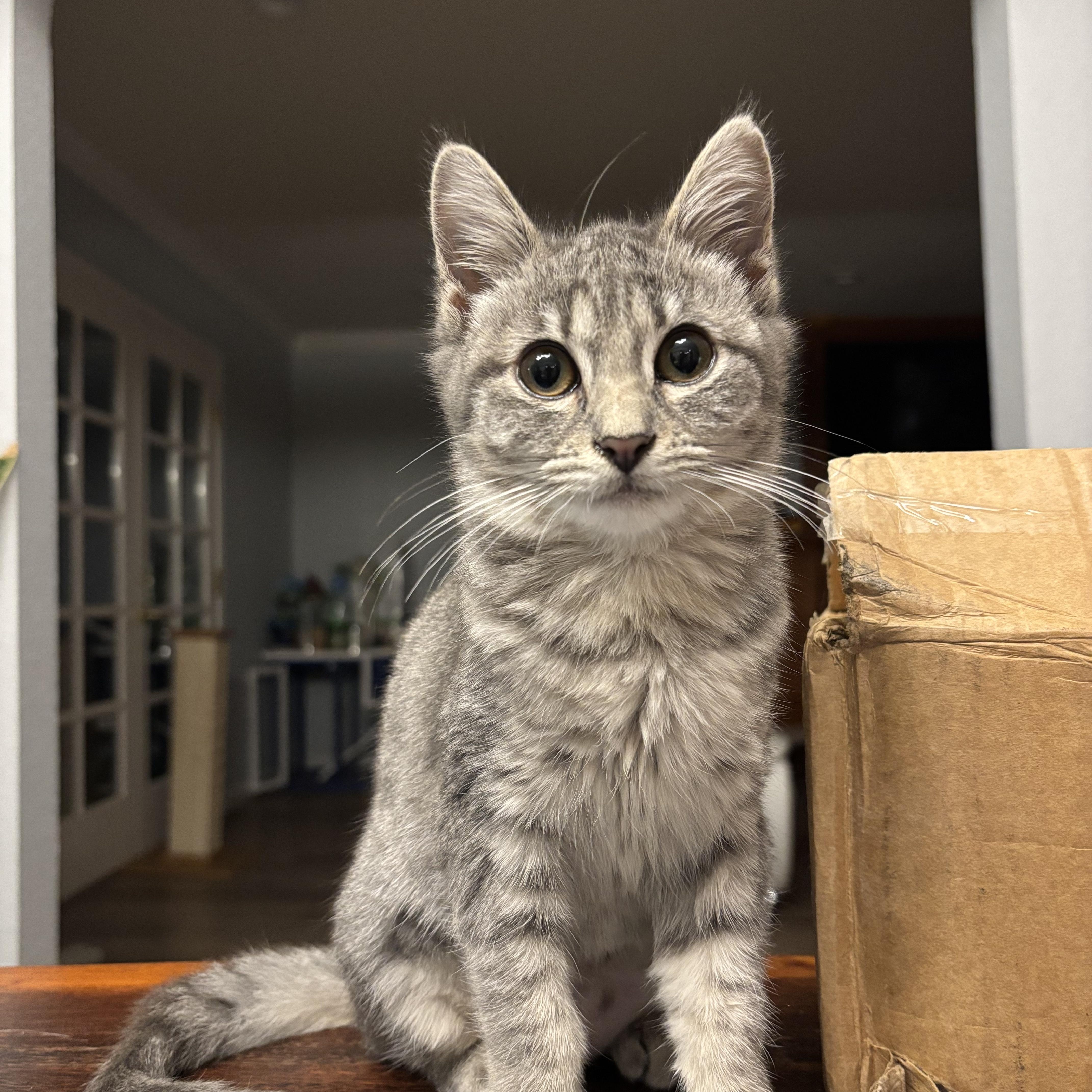 Arya, a Adoptable Domestic Short Hair in Union City, CA image 3/3