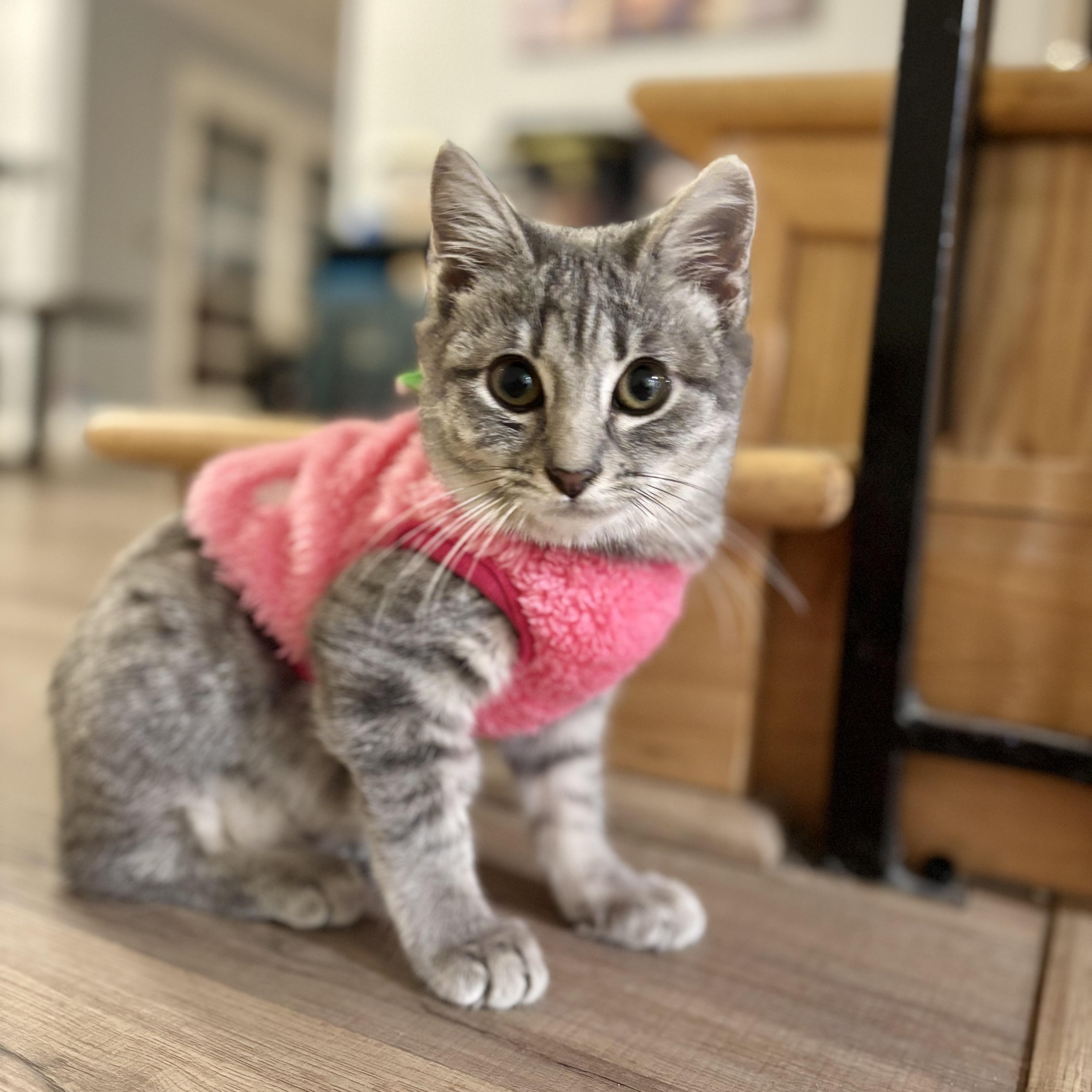 Arya, a Adoptable Domestic Short Hair in Union City, CA image 2/3