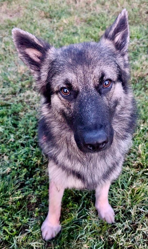 Enlarge Sonny-Gorgeous Young Boy!, a Adopted Belgian Shepherd / Tervuren in Fort Myers, FL image 1/4