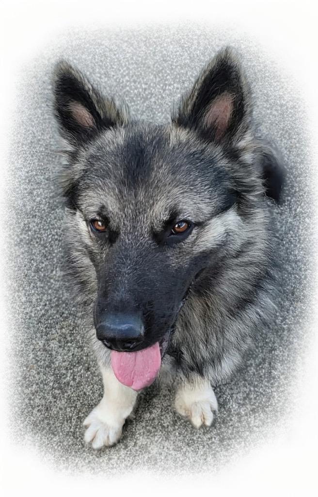 Sonny-Gorgeous Young Boy!, Adoptable, Young Male Belgian Shepherd / Tervuren.
