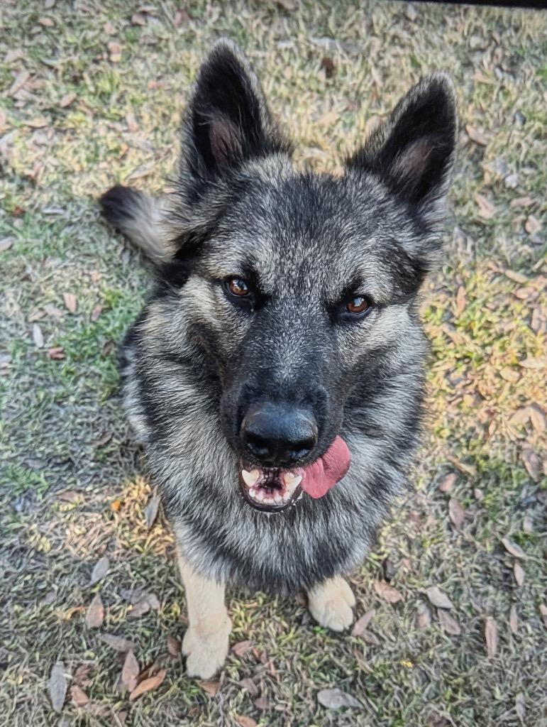 Enlarge Sonny-Gorgeous Young Boy!, a Adopted Belgian Shepherd / Tervuren in Fort Myers, FL image 2/4